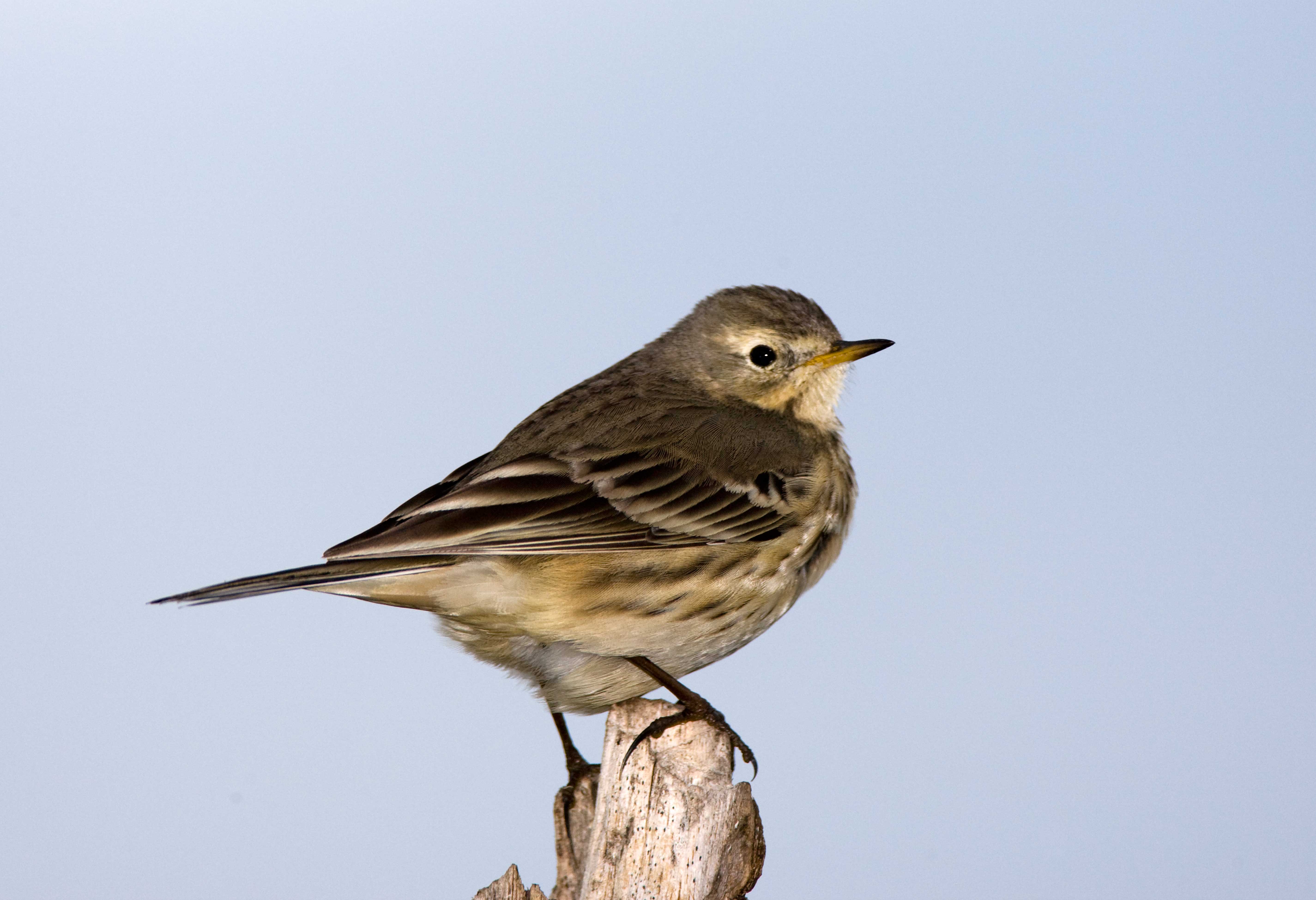 American Pipit