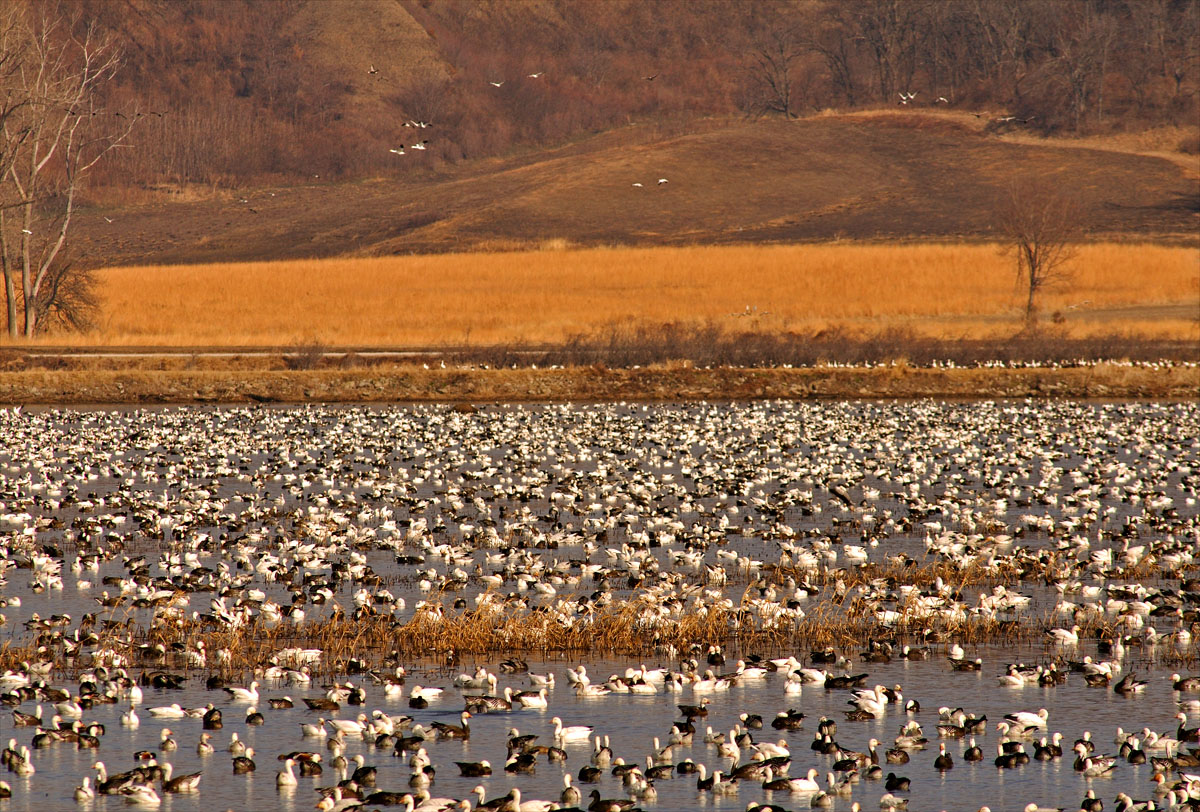 Snow Geese