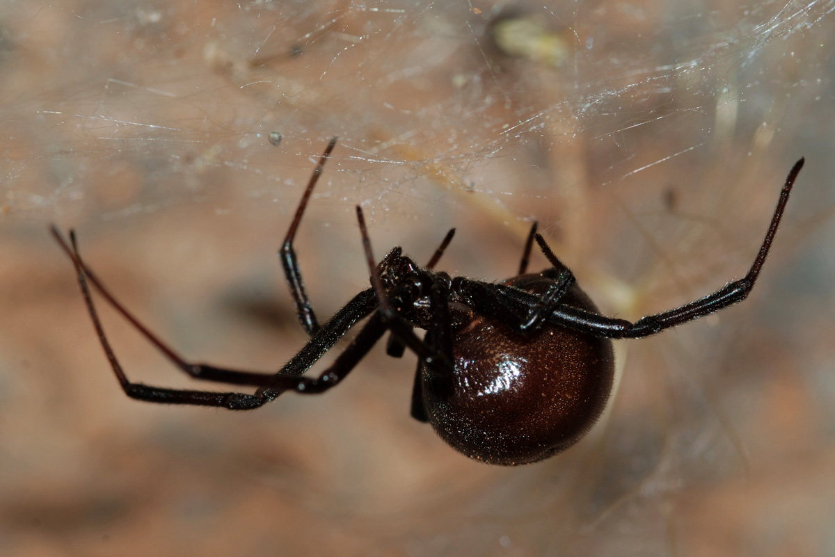 Desert Black Widow