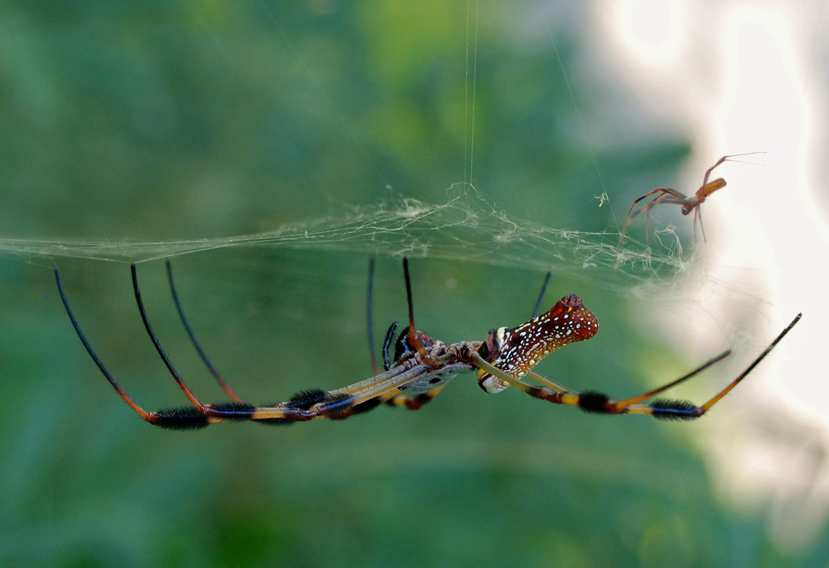 Golden Silk Spider