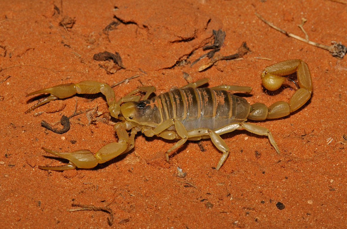 Desert Hairy Scorpion