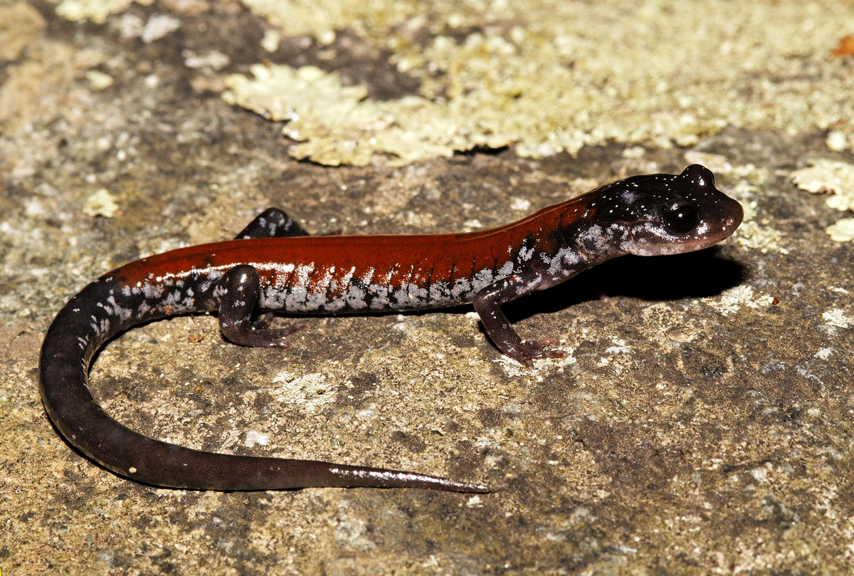Yonahlossee Salamander