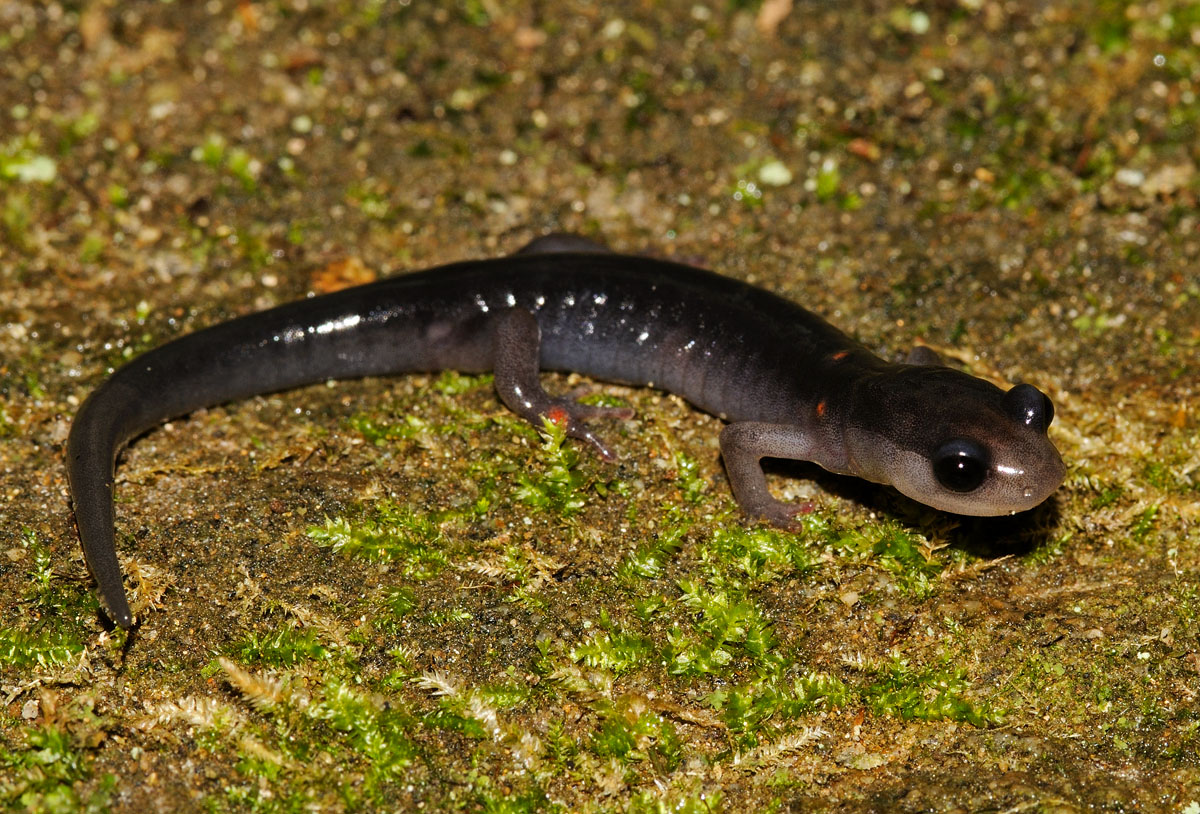Blue Ridge Gray-cheeked Salamander