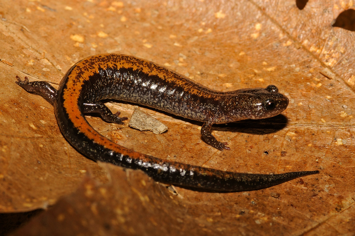 Eastern Red-backed Salamander