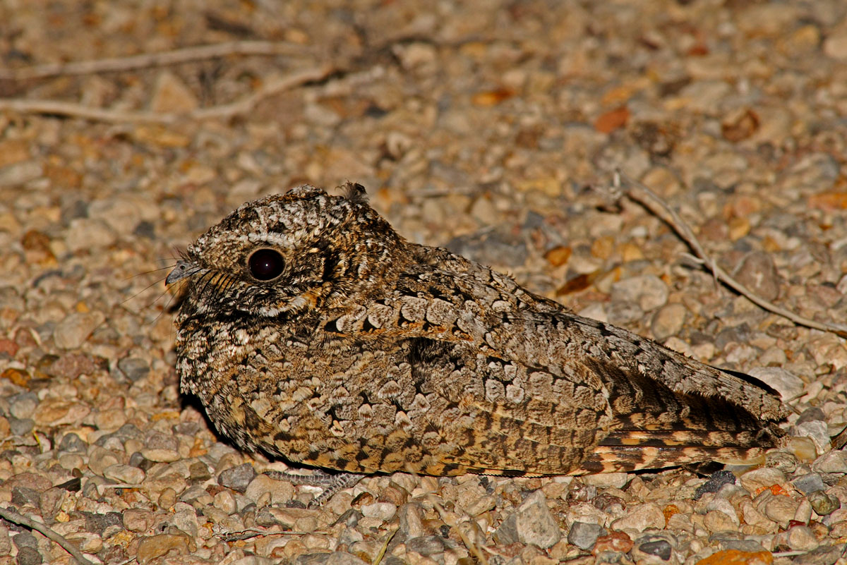 Common Poorwill