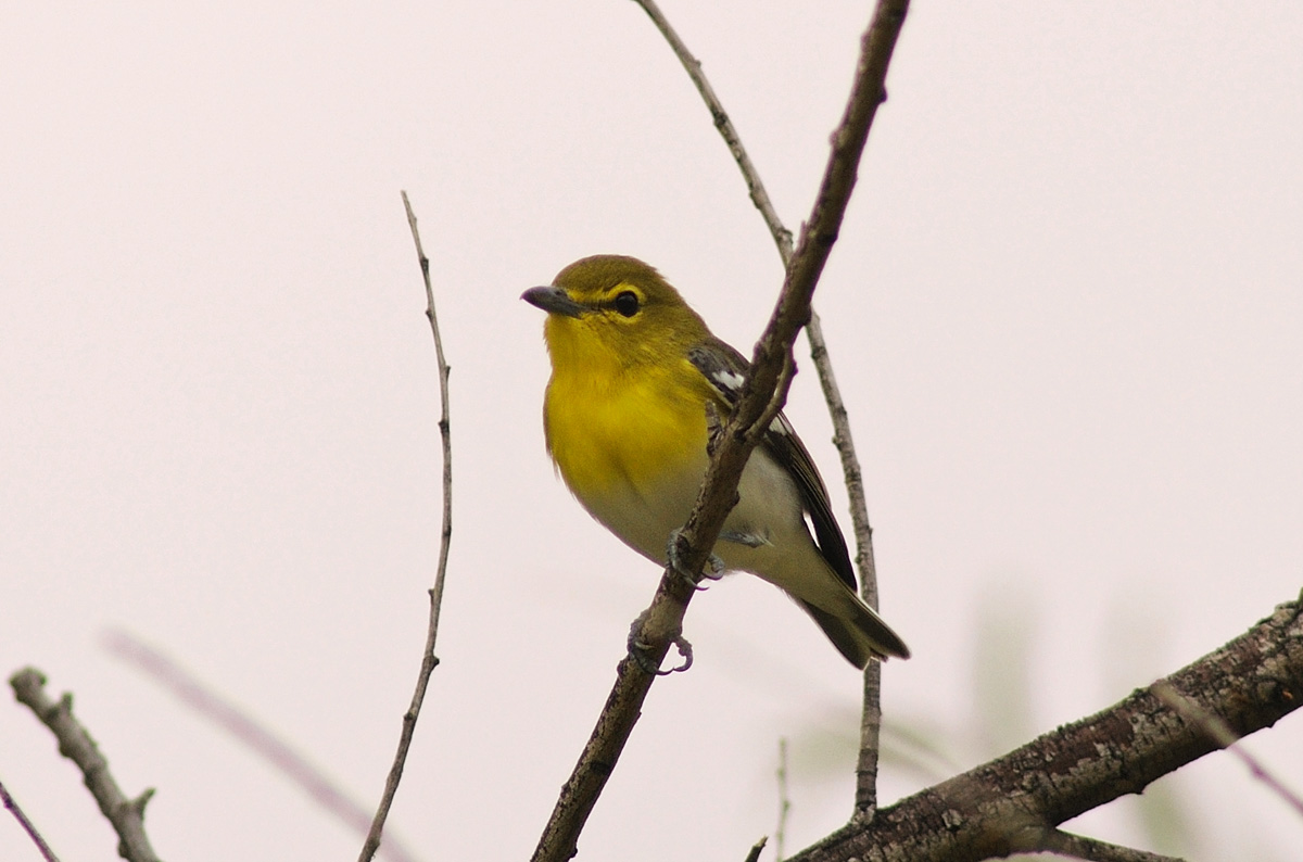 Yellow-throated Vireo