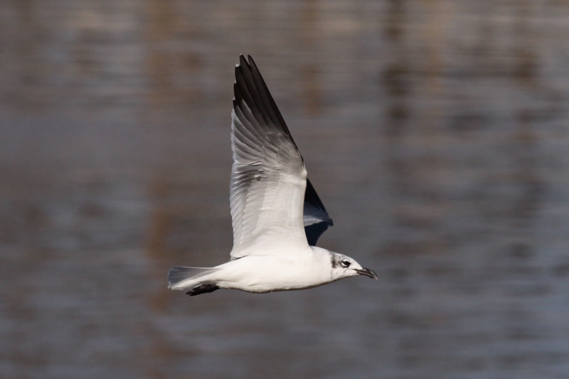 Laughing Gull