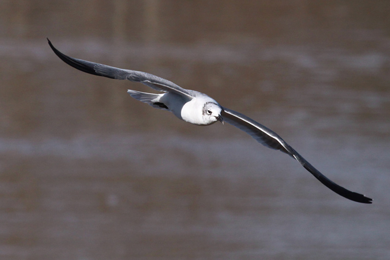 Laughing Gull