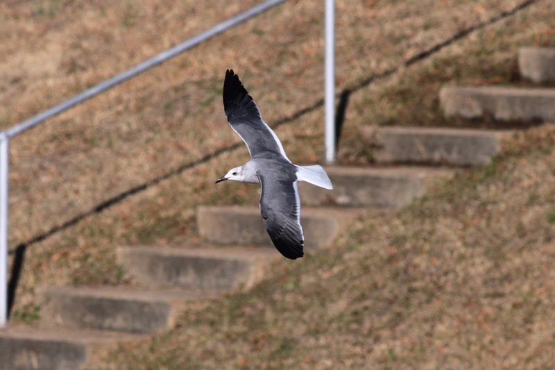 Laughing Gull