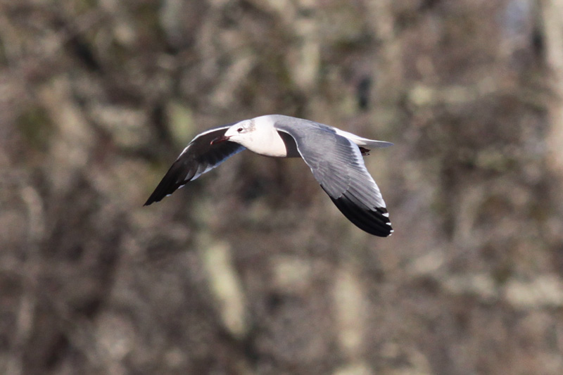 Laughing Gull