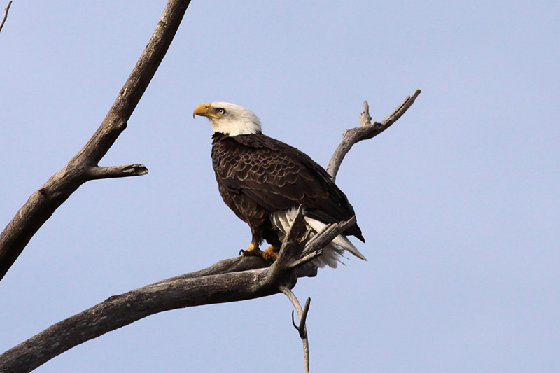 Bald Eagle