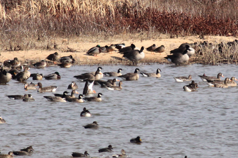 Cackling Geese