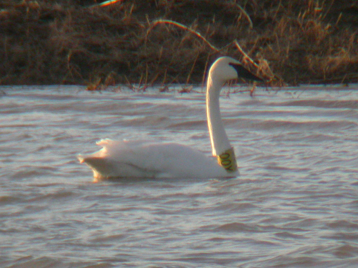 Trumpeter Swan