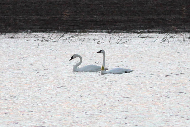 Trumpeter Swans