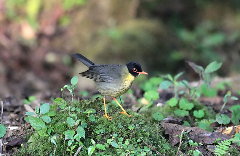 Spotted Nightingale-Thrush