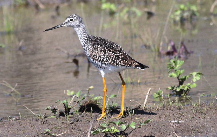 Greater Yellowlegs