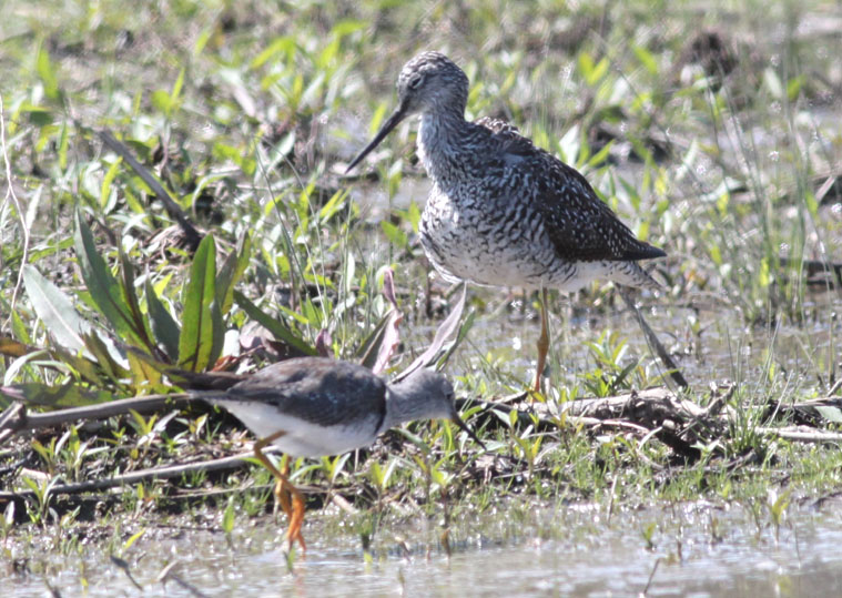 Greater & Lesser Yellowlegs
