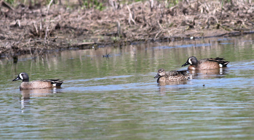 Blue-winged Teals