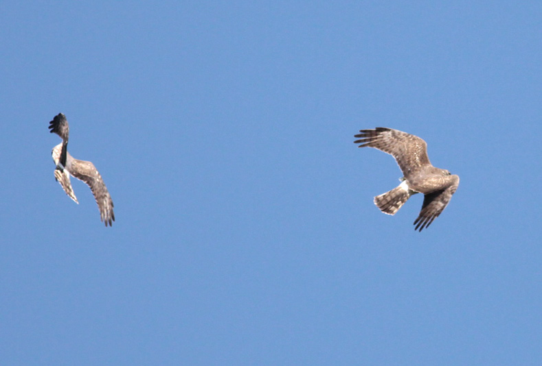 Northern Harriers