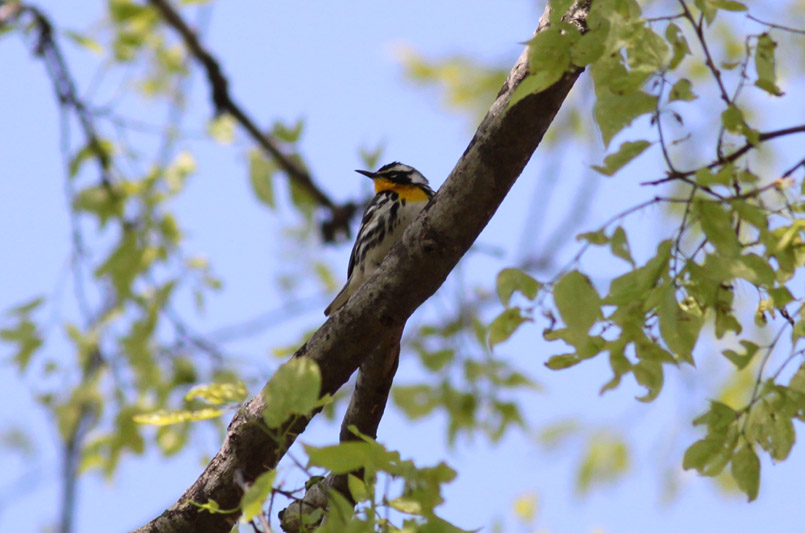 Yellow-throated Warbler