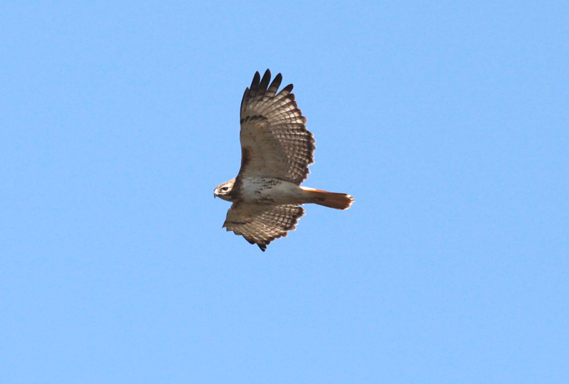 Red-tailed Hawk