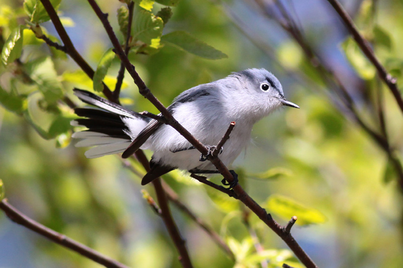 Blue-gray Gnatcatcher