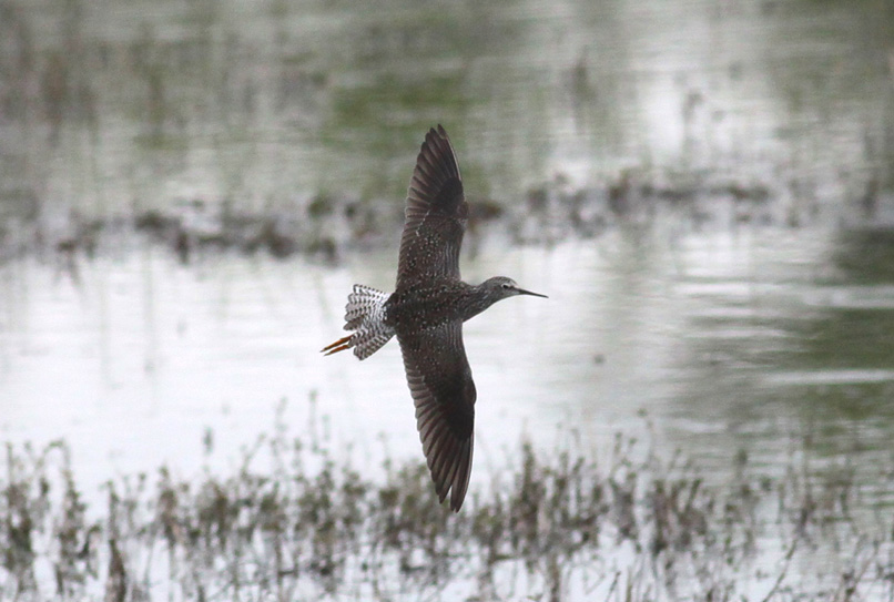 Lesser Yellowlegs