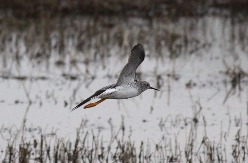 Lesser Yellowlegs