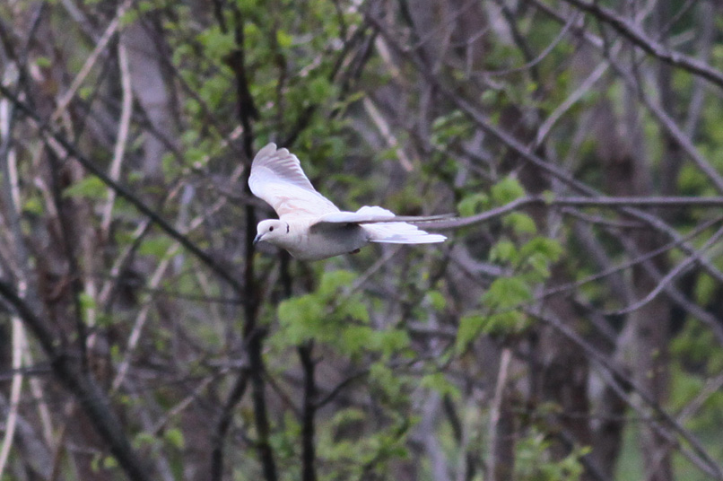 Eurasian-collared Dove