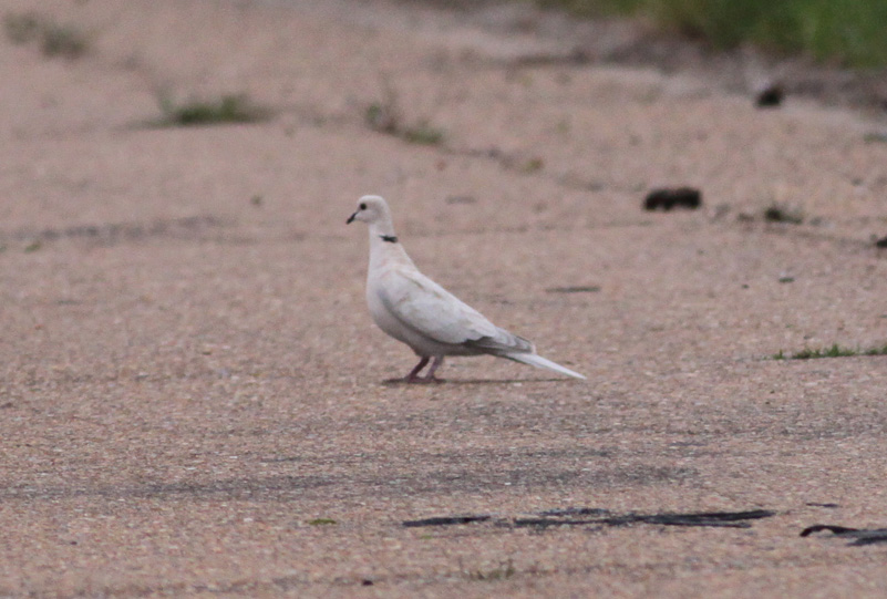 Eurasian-collared Dove