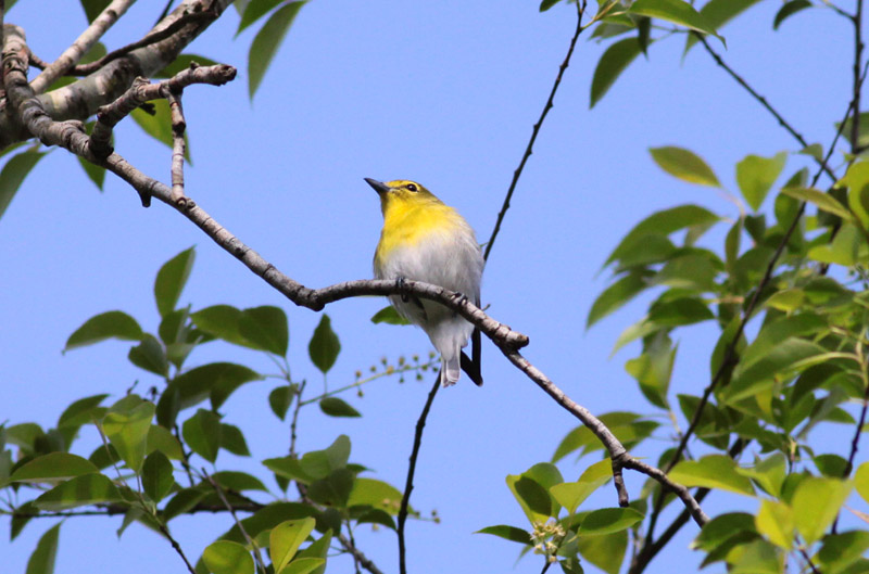 Yellow-throated Vireo
