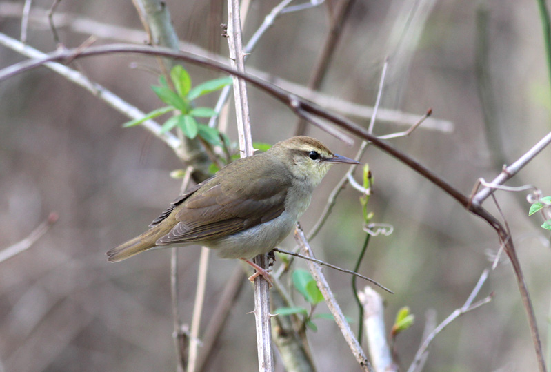 Swainsons Warbler