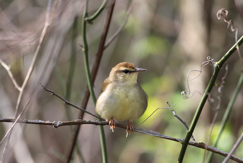 Swainsons Warbler