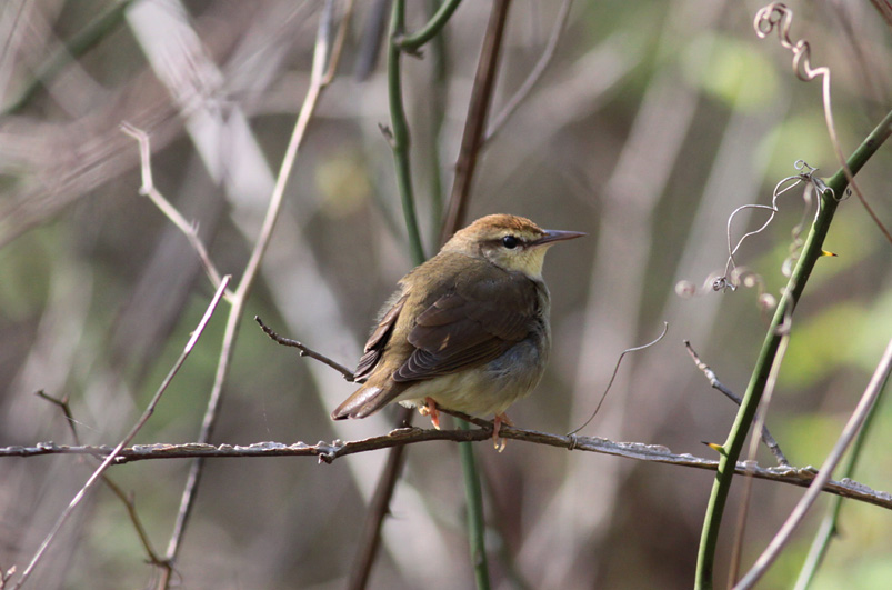 Swainsons Warbler