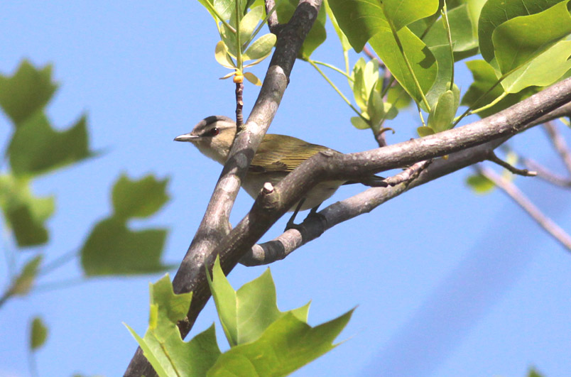 Red-eyed Vireo