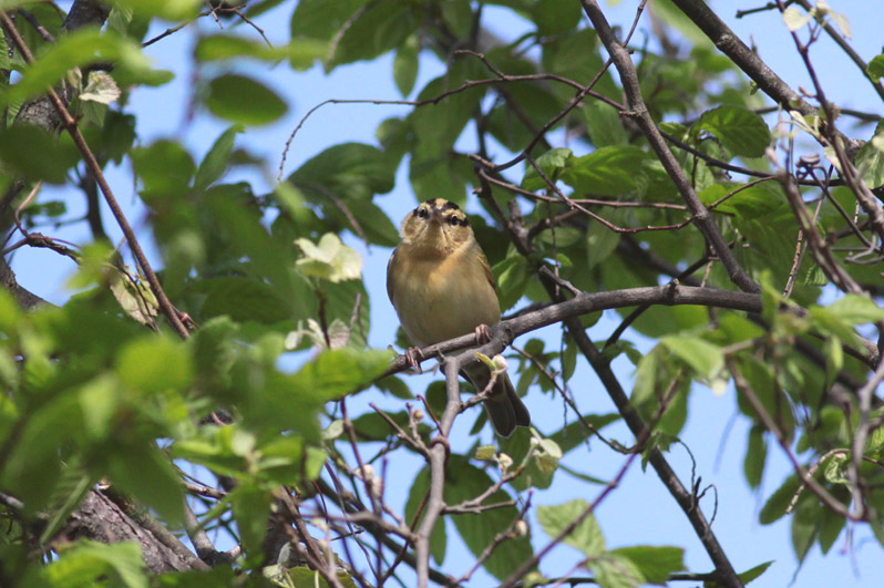 Worm-eating Warbler
