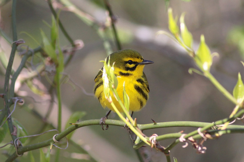 Prairie Warbler
