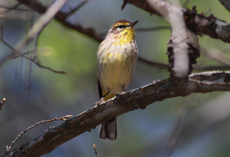 Palm Warbler