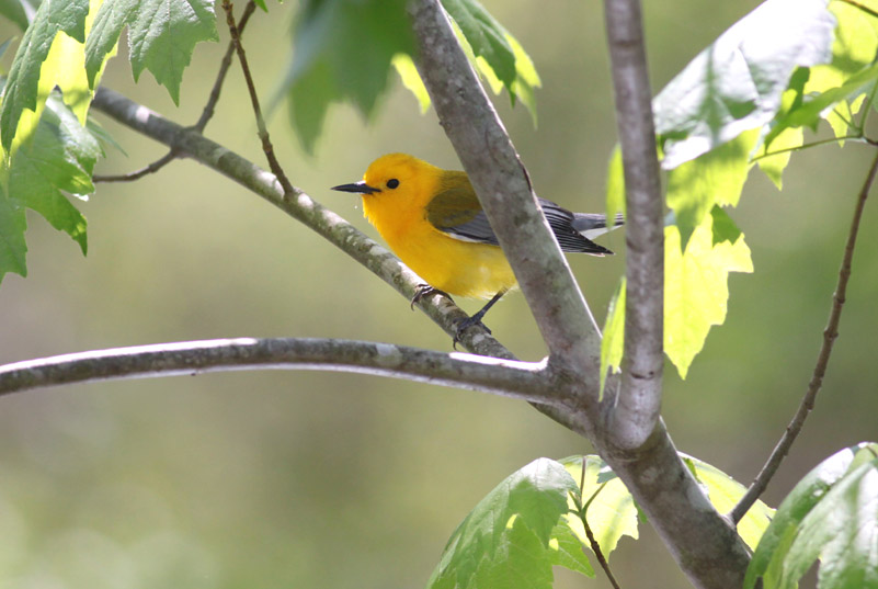 Prothonotary Warbler