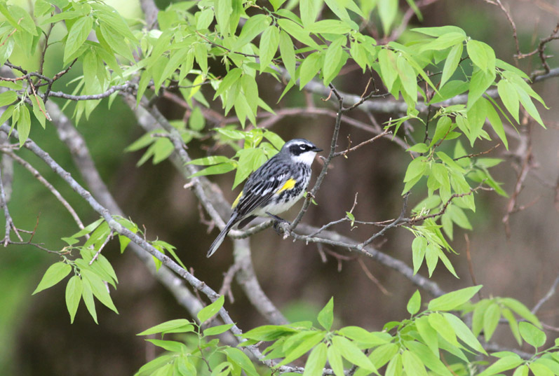 Yellow-rumped Warbler