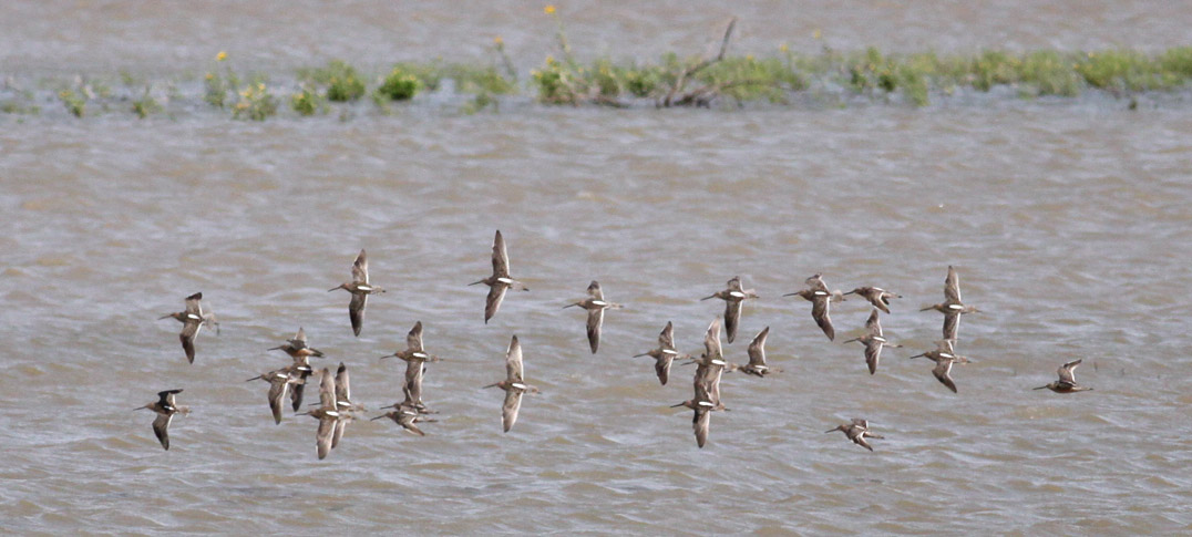 Long-billed Dowitchers in flight