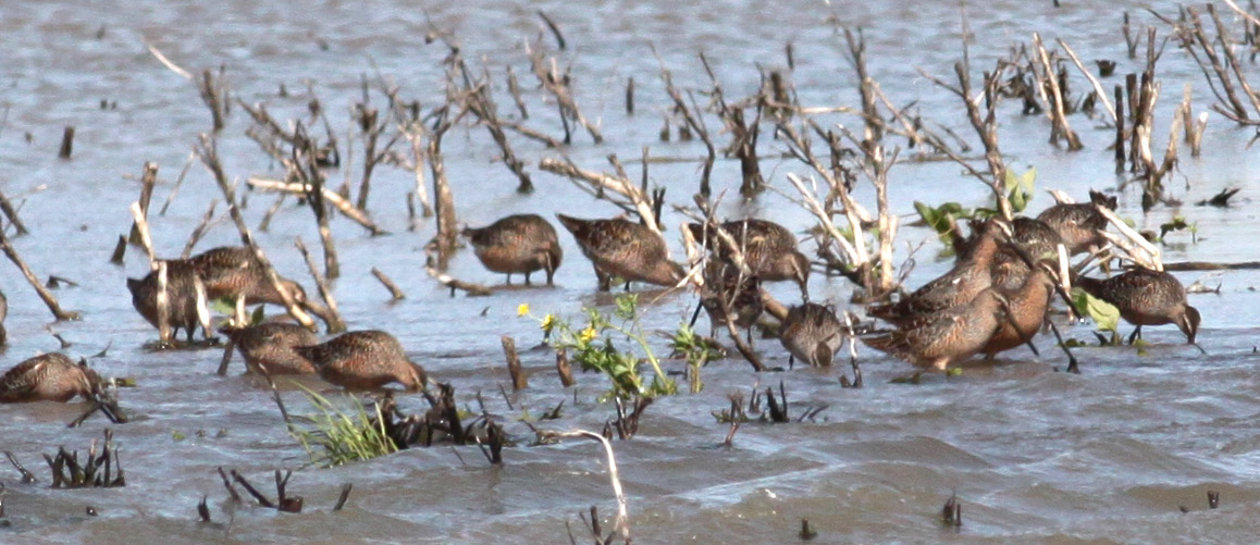 Long-billed Dowitchers
