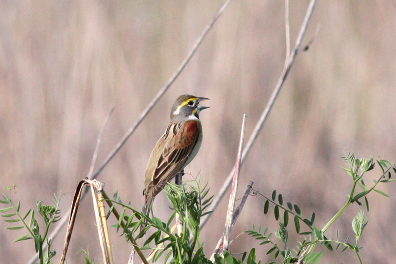 Dickcissel