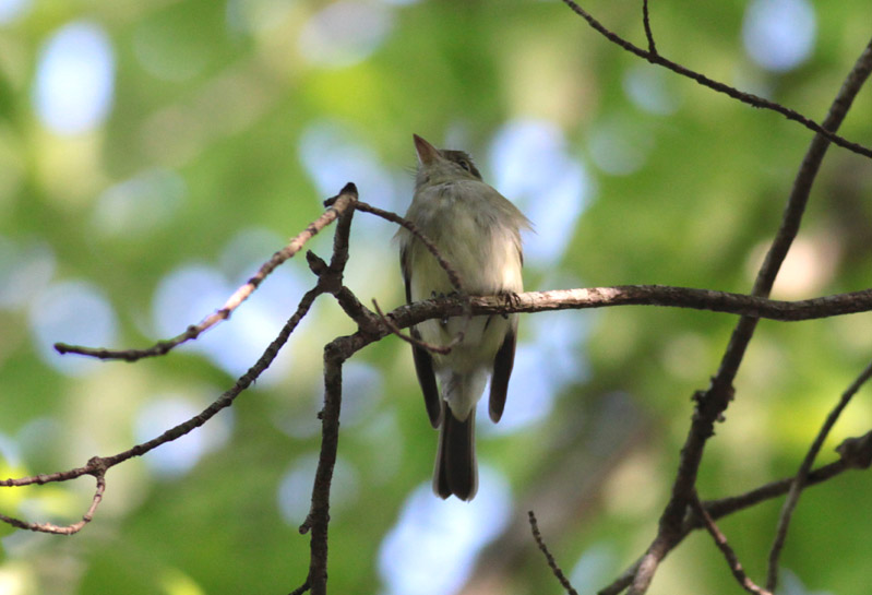 Acadian Flycatcher