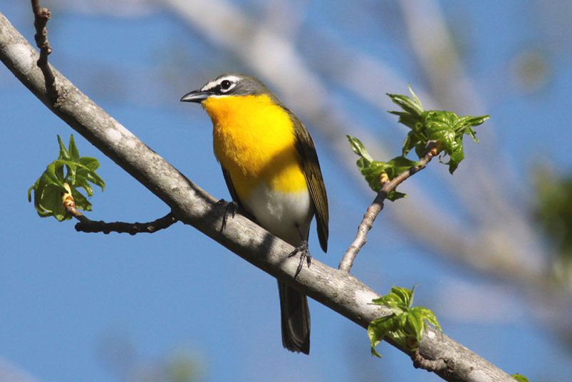 Yellow-breasted Chat