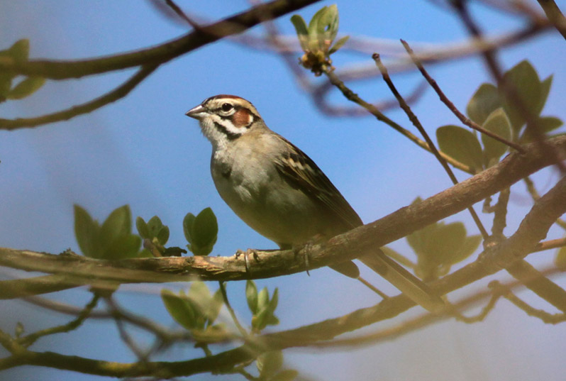 Lark Sparrow