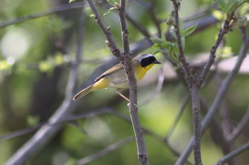 Common Yellowthroat