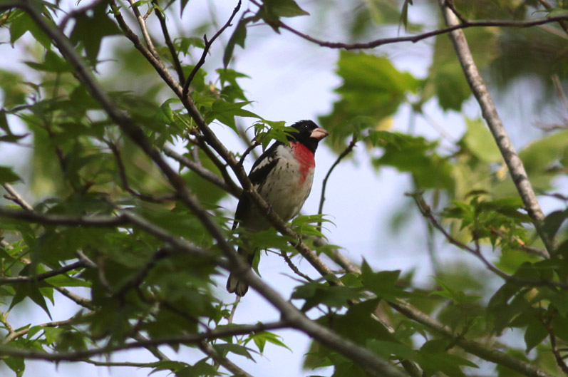 Rose-breasted Grosbeak