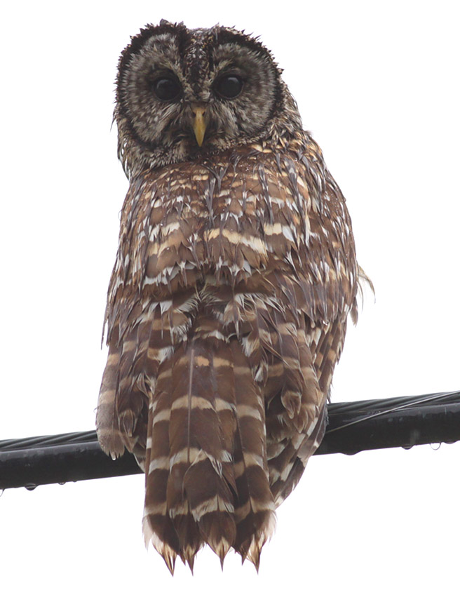 Barred Owl