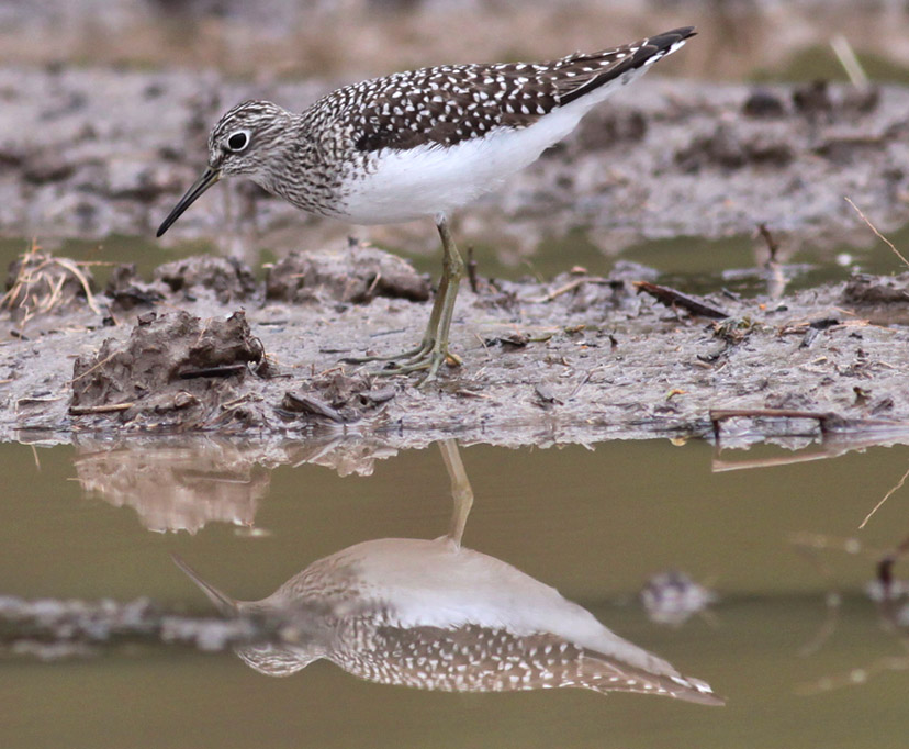 Solitary Sandpiper